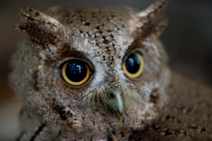Believed to be a bare-shanked screech owl, this owl was found on the forest floor of Isla San Lucas, Costa Rica. 2009