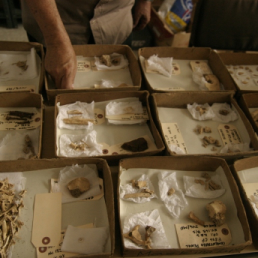 Hundreds of human and animal bones were found at the site which had to be catalogued and studied.
