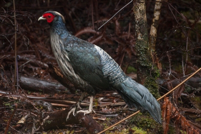 A male Kalij Pheasant in Hawaii.