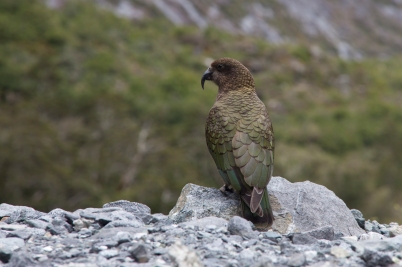 A Kea bird in Fjordlands National Park, New Zealand.